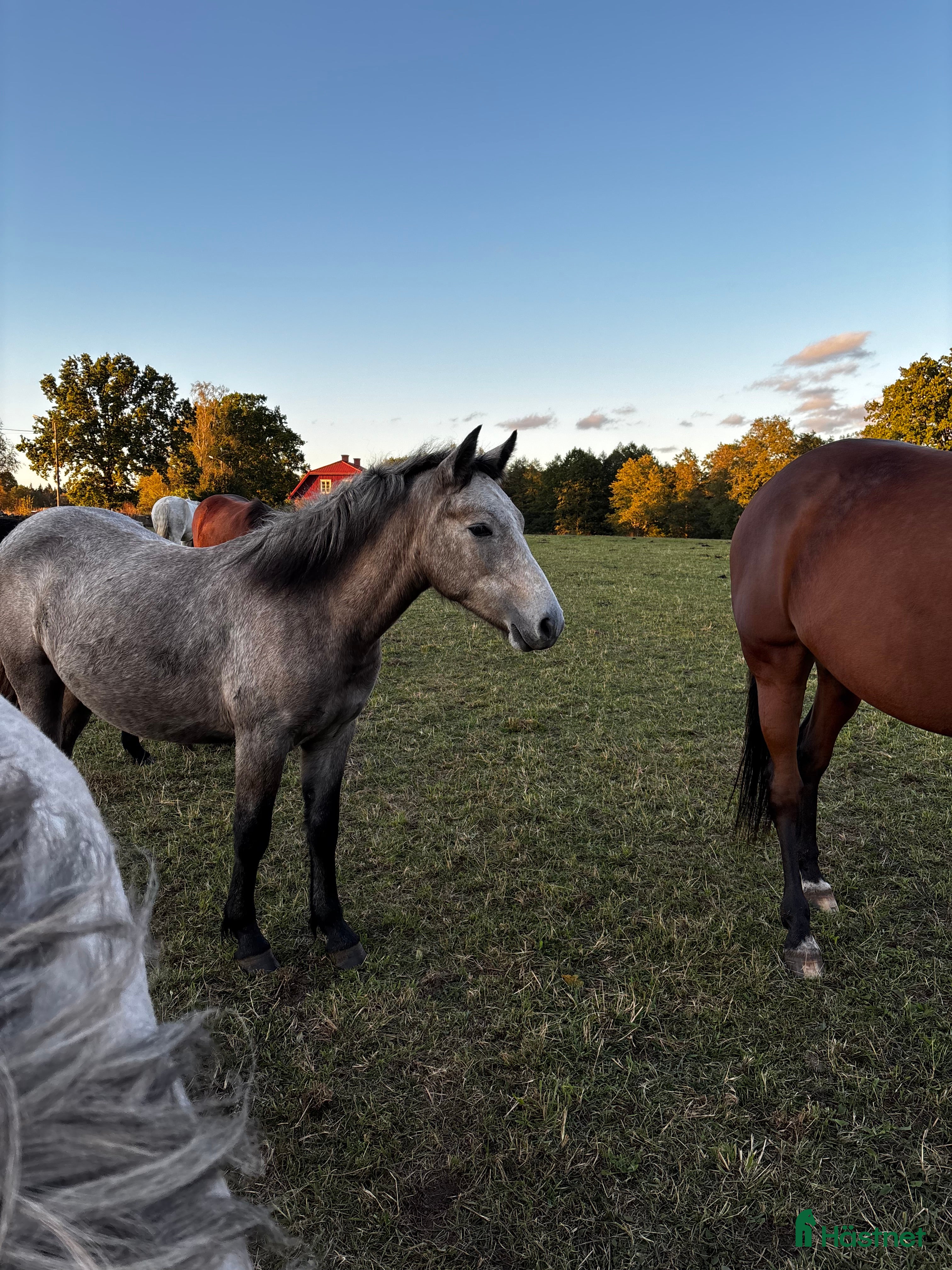  hästar Meritstarkt prestationsstammat Connemarasto - Annons 4