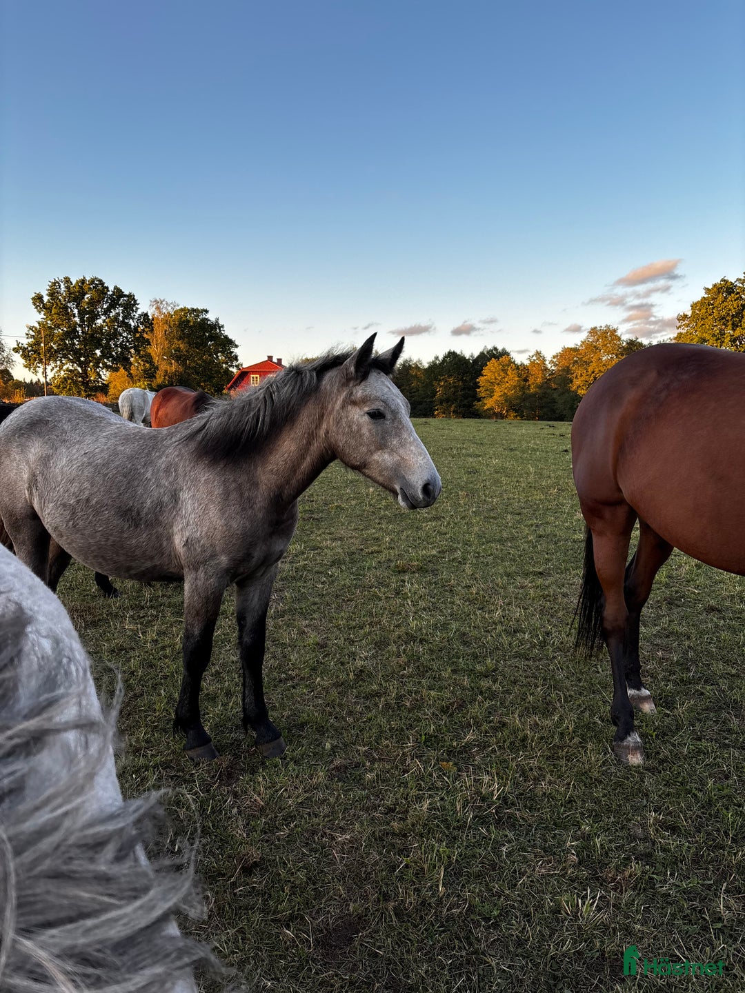 Allround hästar till salu: Meritstarkt prestationsstammat Connemarasto i Vederslöv - Annons 2