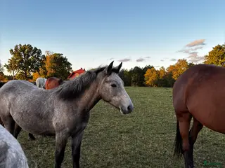 hästar Meritstarkt prestationsstammat Connemarasto - Annons 4