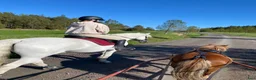 Allround hästar till salu: Vacker Connemara med stor personlighet - Annons 11
