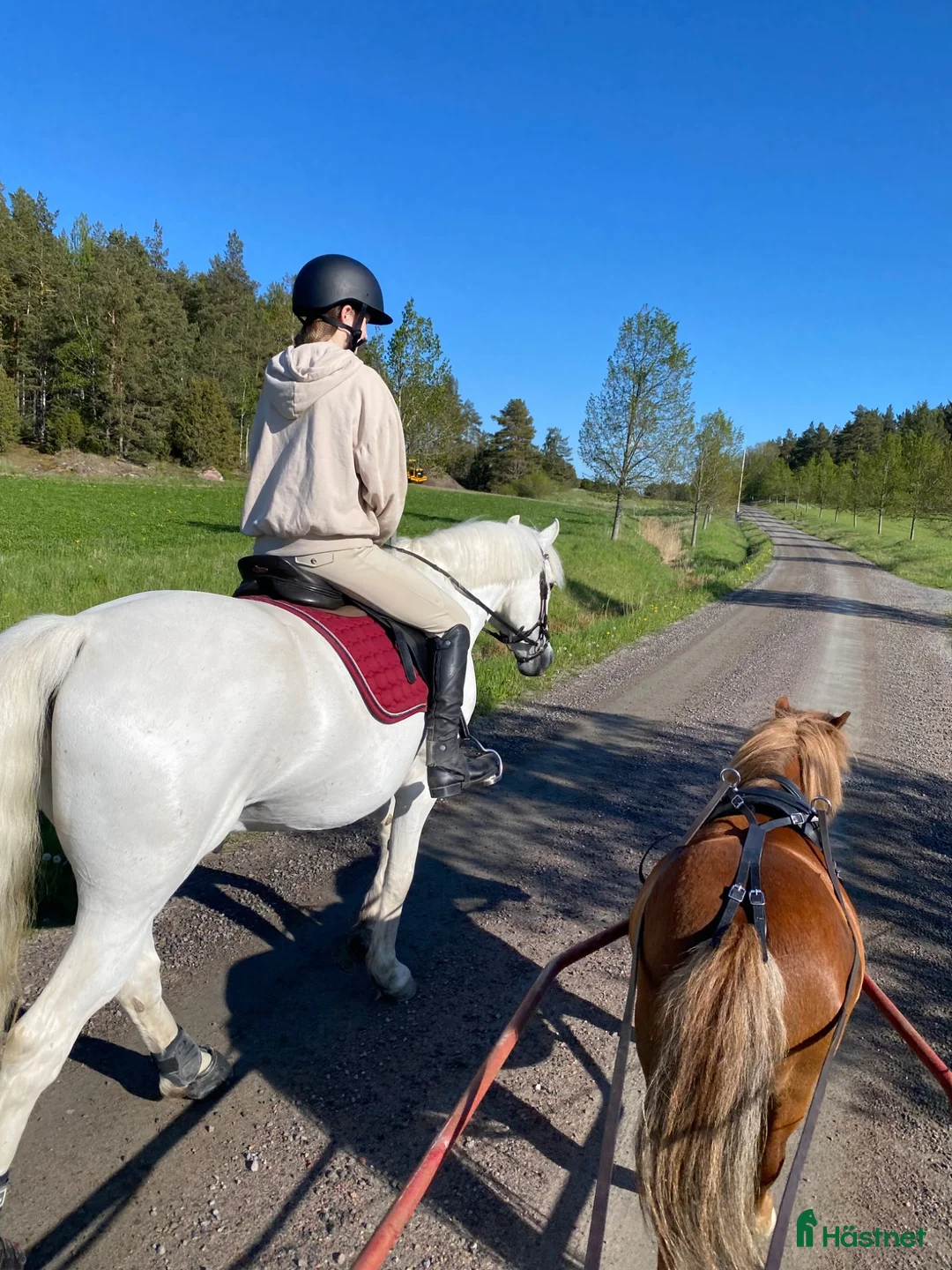 Allround hästar till salu: Vacker Connemara med stor personlighet - Annons 11