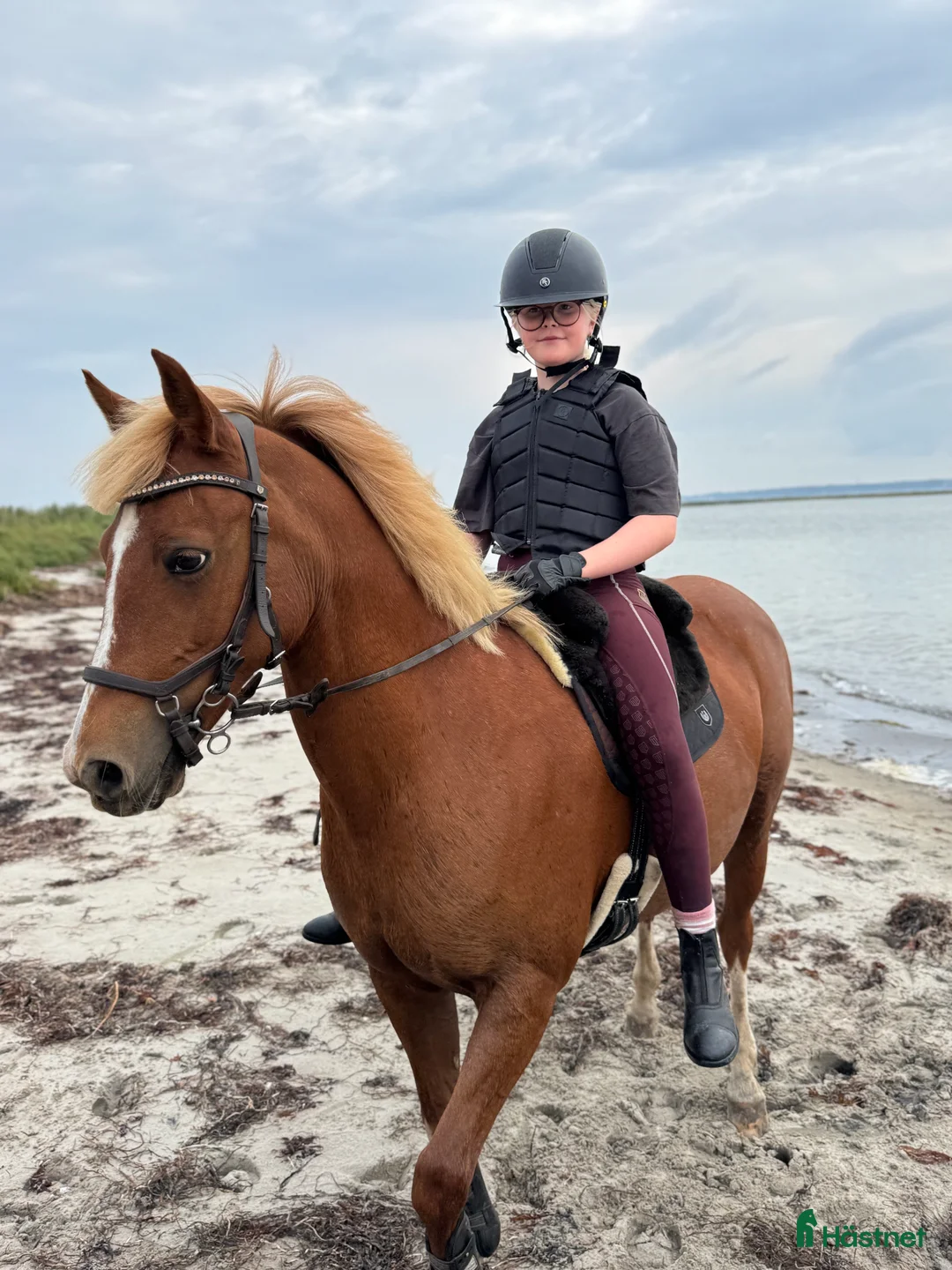 Hoppning hästar till salu: Snäll & snygg c-ponny som gått de stora klasserna - Annons 4