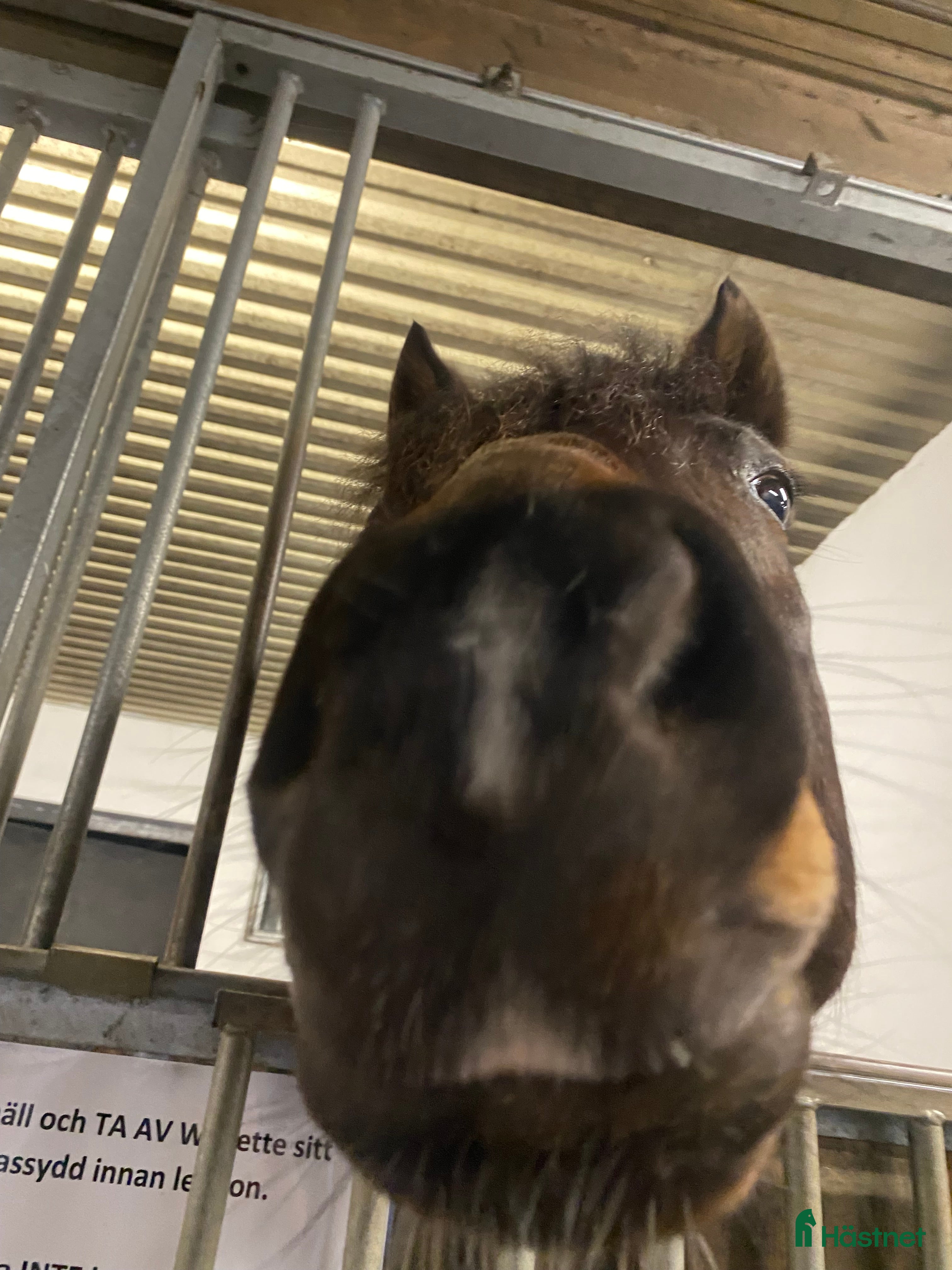  medryttarhäst finnes: Söker medryttarhäst💕 i Älvängen - Annons 3