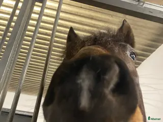 medryttarhäst finnes: Söker medryttarhäst💕 i Älvängen - Annons 3