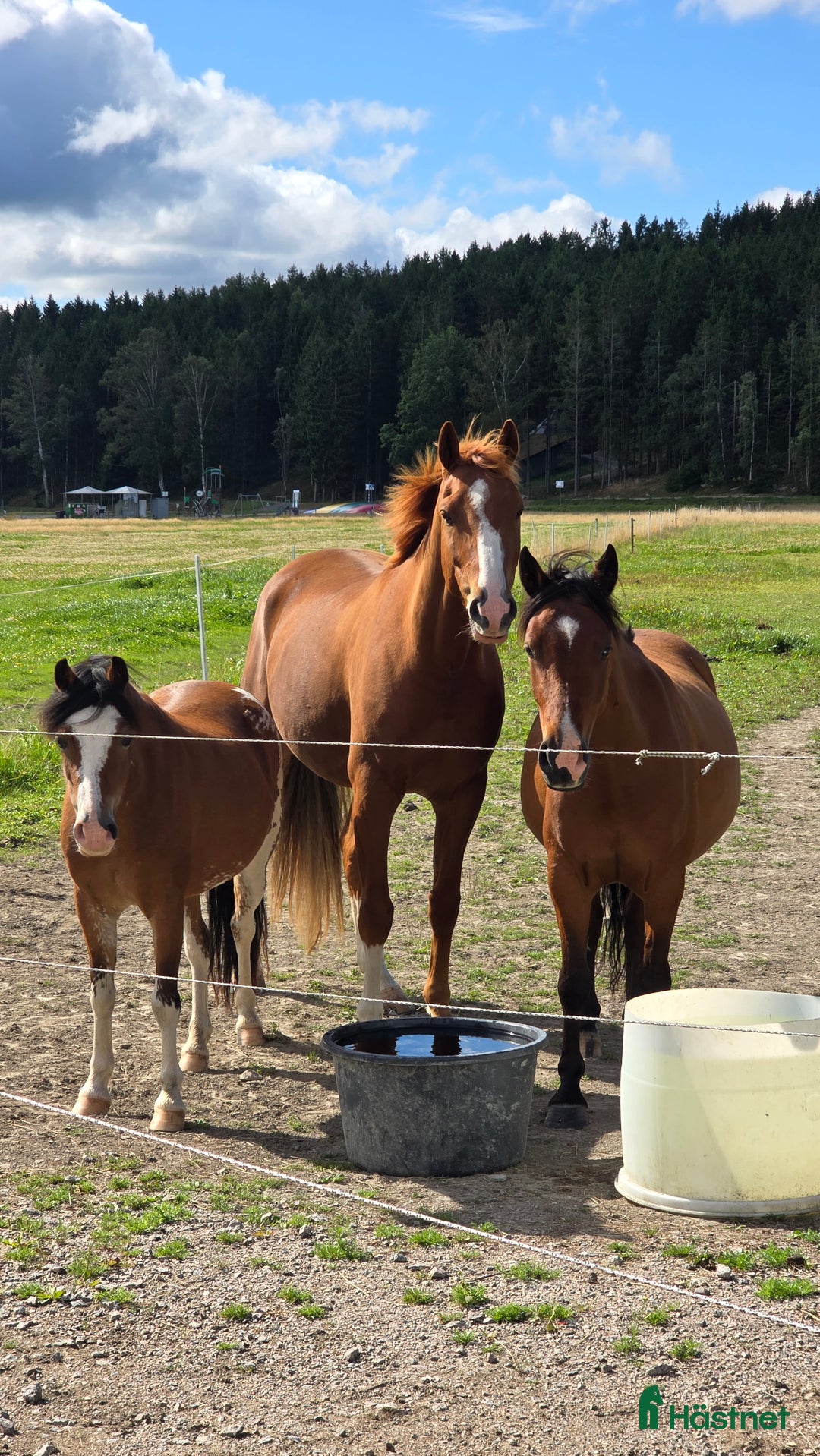 Allround hästar till salu: Welsh mountain, sportponny, barnponny, körponny! i Uddevalla - Annons 4