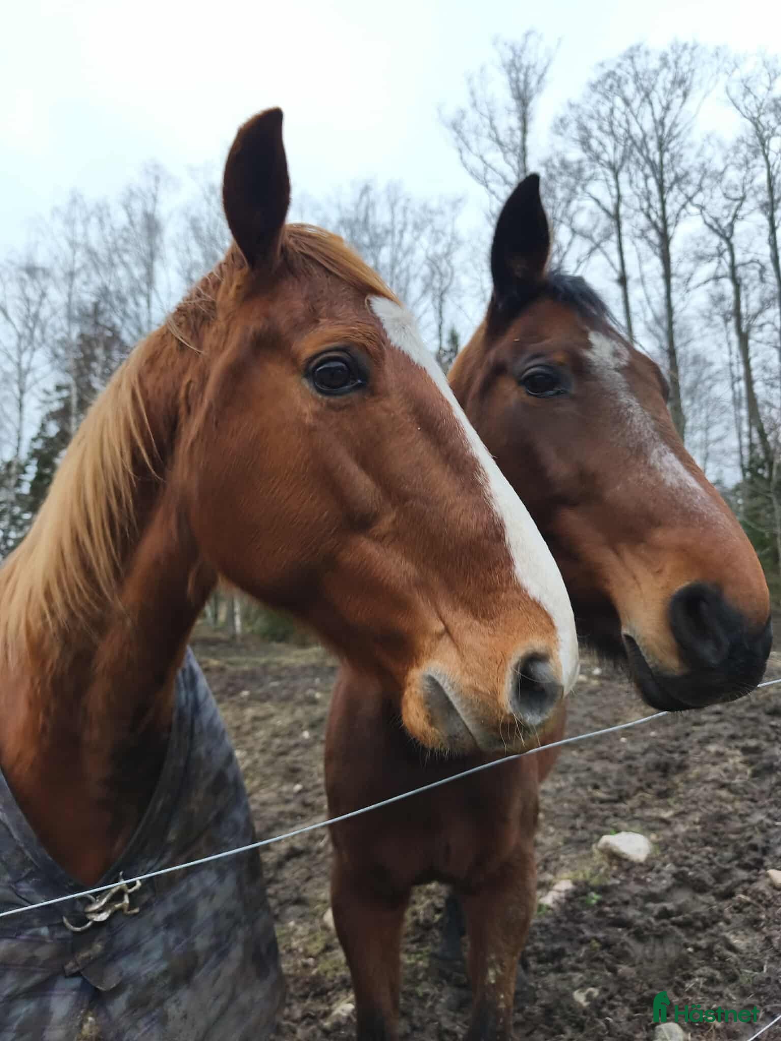  medryttarhäst finnes: Medryttare sökes. i Mölnbo - Annons 1