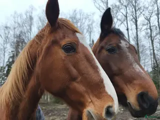 medryttarhäst finnes: Medryttare sökes. i Mölnbo - Annons 1