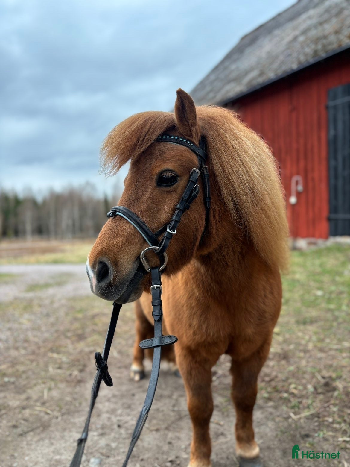 Träns hästutrustning Shettis träns  - Annons 4