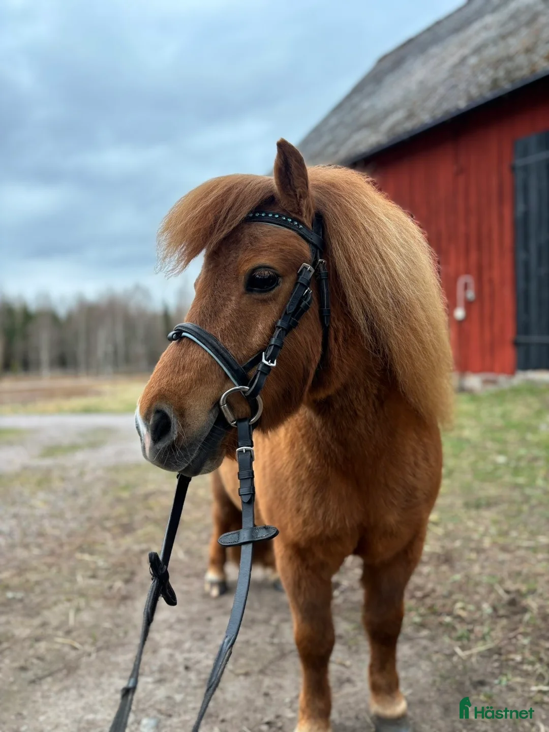 Träns hästutrustning till salu: Shettis träns  - Annons 1