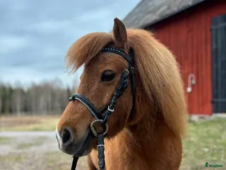 Träns hästutrustning Shettis träns - Annons 4
