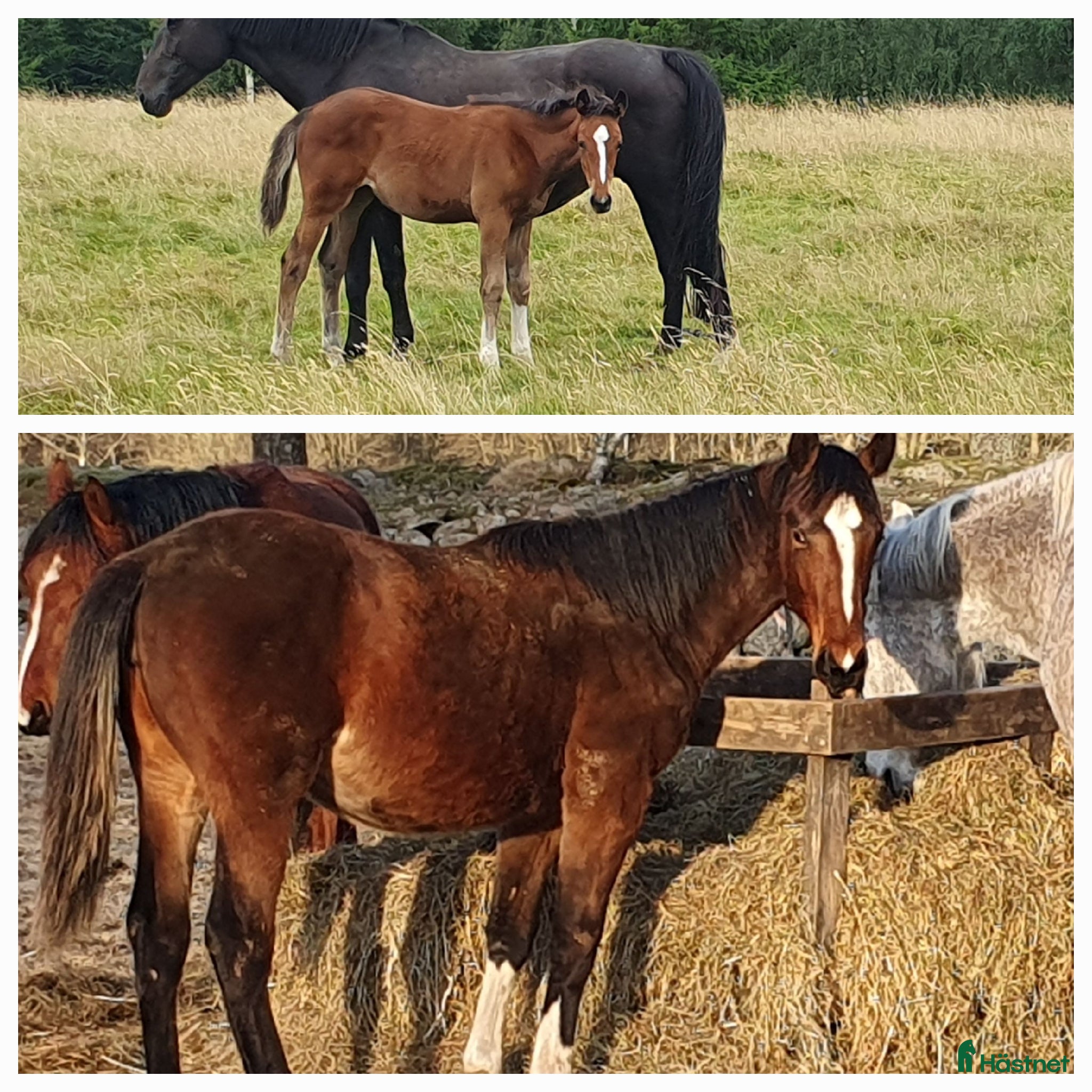  hästar Fin 1 åring , internationell hoppstam - Annons 1