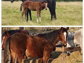 hästar Fin 1 åring , internationell hoppstam - Annons 1