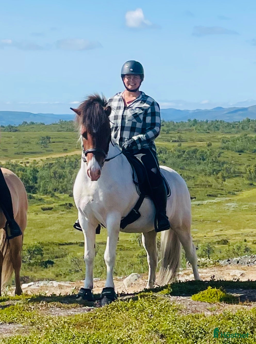  hästar Tengill från Björkkullen. Stor skäck valack. - Annons 1