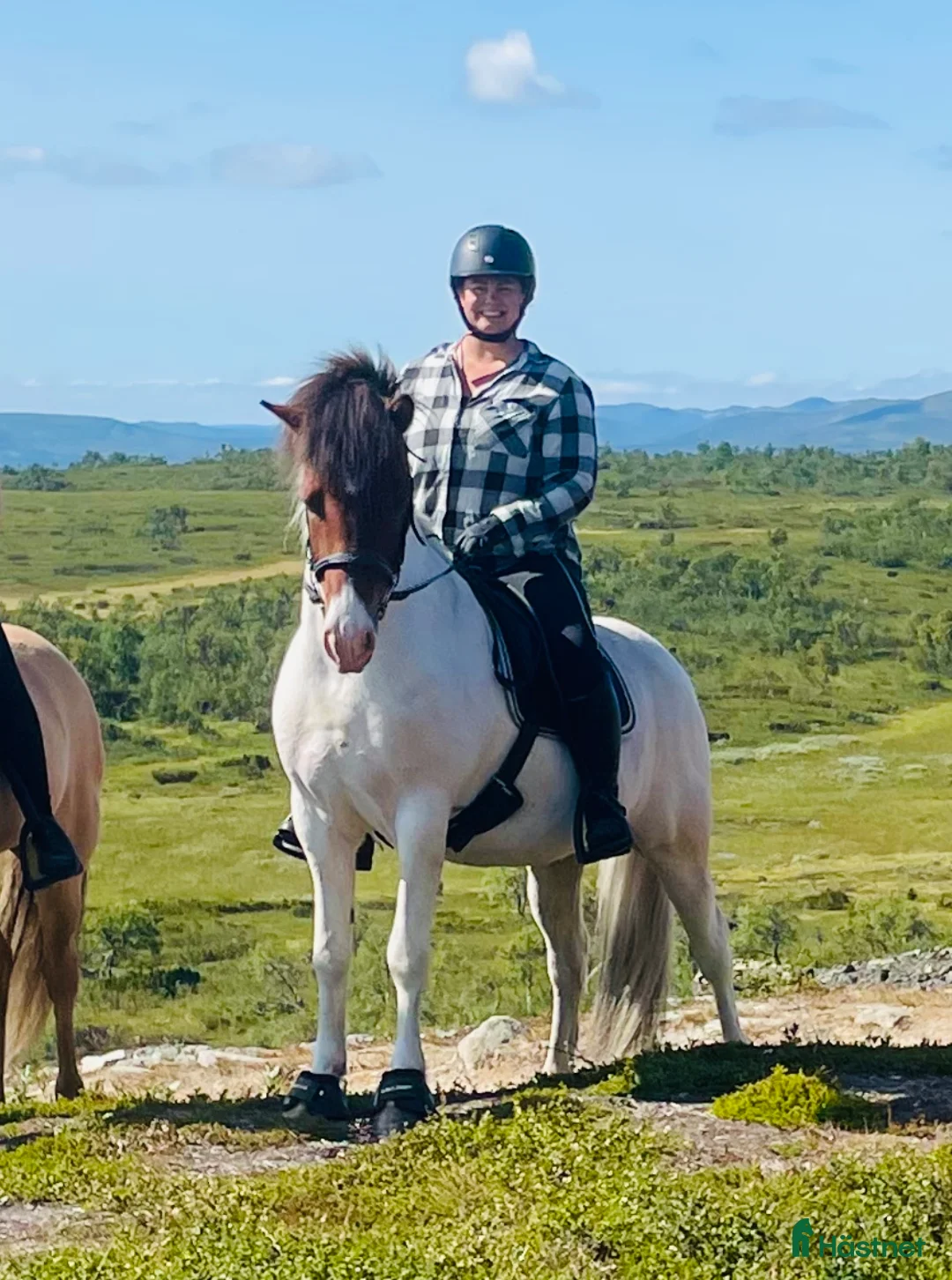 Island hästar till salu: Tengill från Björkkullen. Stor skäck valack. - Annons 1