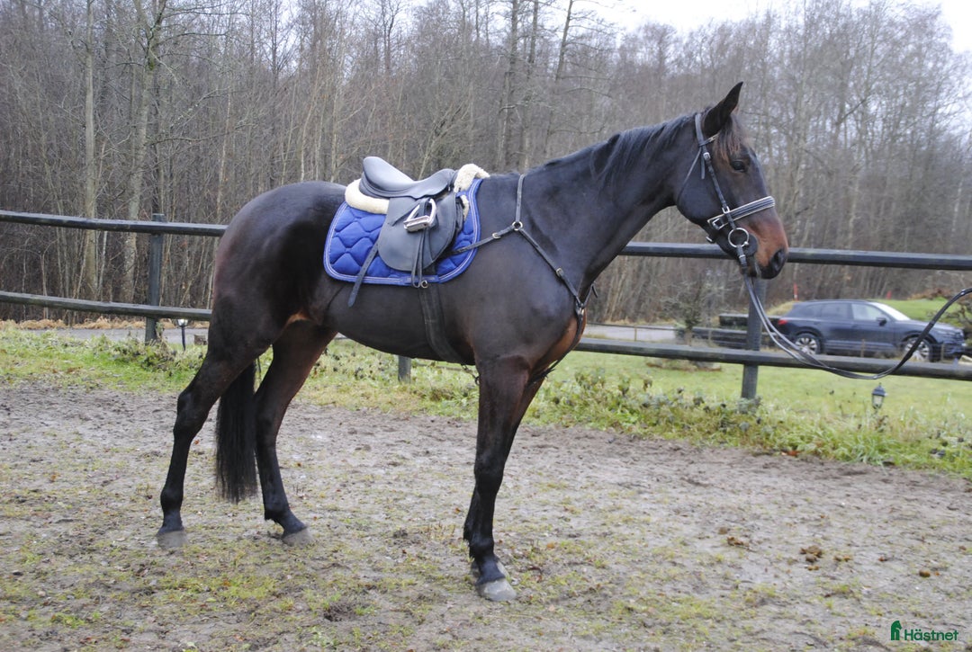 Allround hästar till salu: Snäll travhäst i Odensbacken - Annons 1