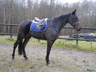 hästar Snäll travhäst i Odensbacken - Annons 12