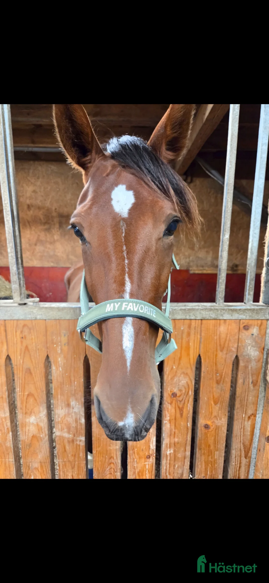 Trav hästar till salu: 4 årigt sto - Annons 4