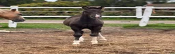 Allround hästar till salu: Snygg hingst med potential  - Annons 3