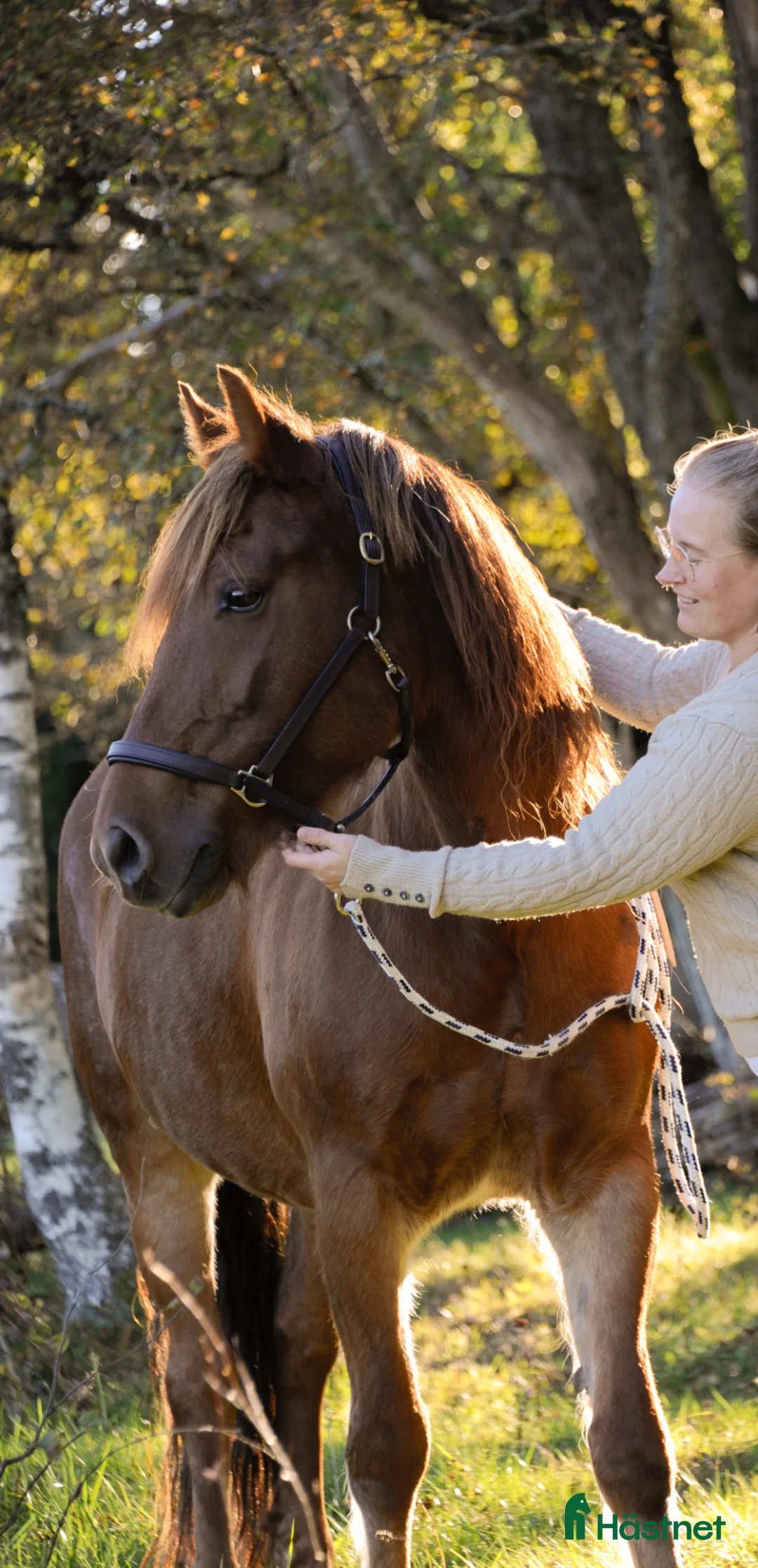  foderhäst sökes: Sällskapshäst sökes i Alstermo - Annons 2