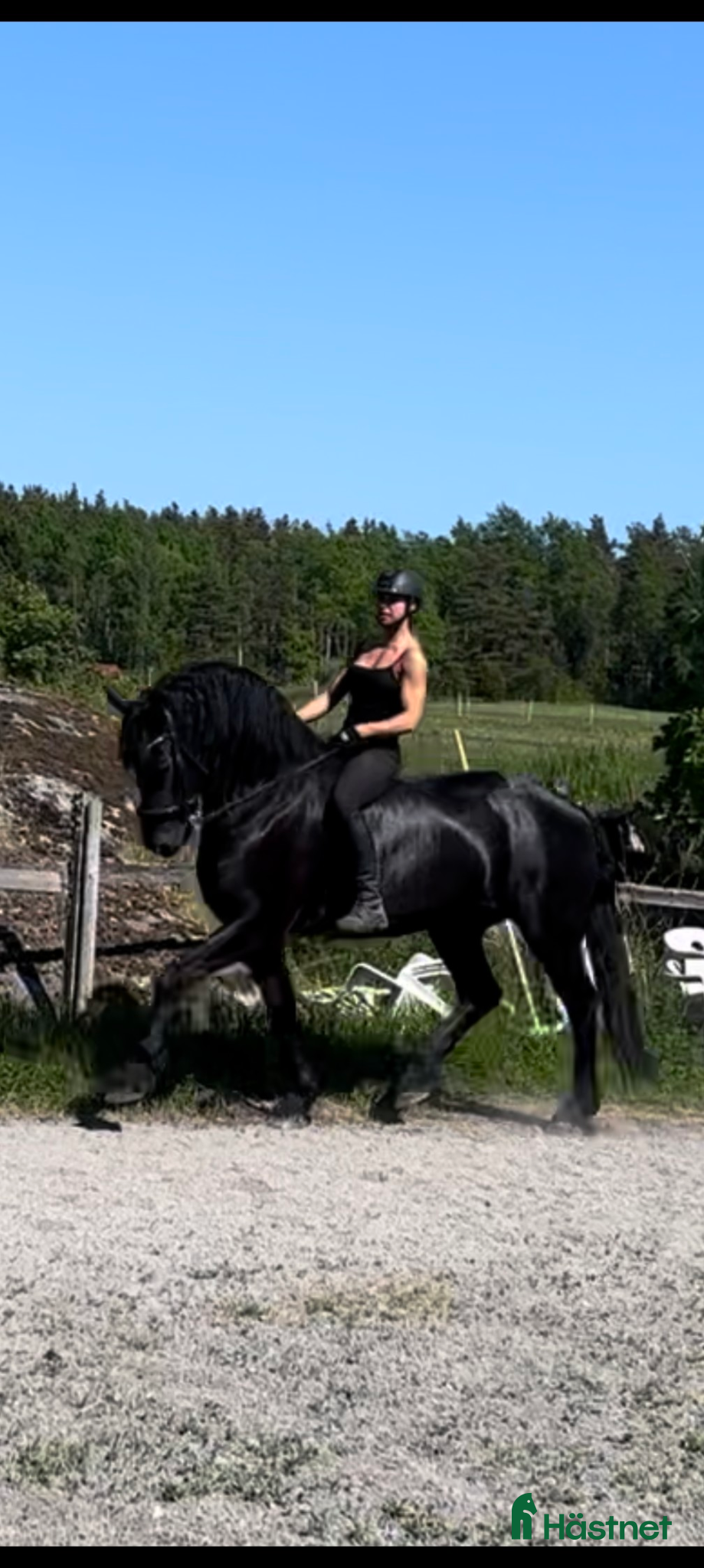  hästar Frieser sto - Annons 6