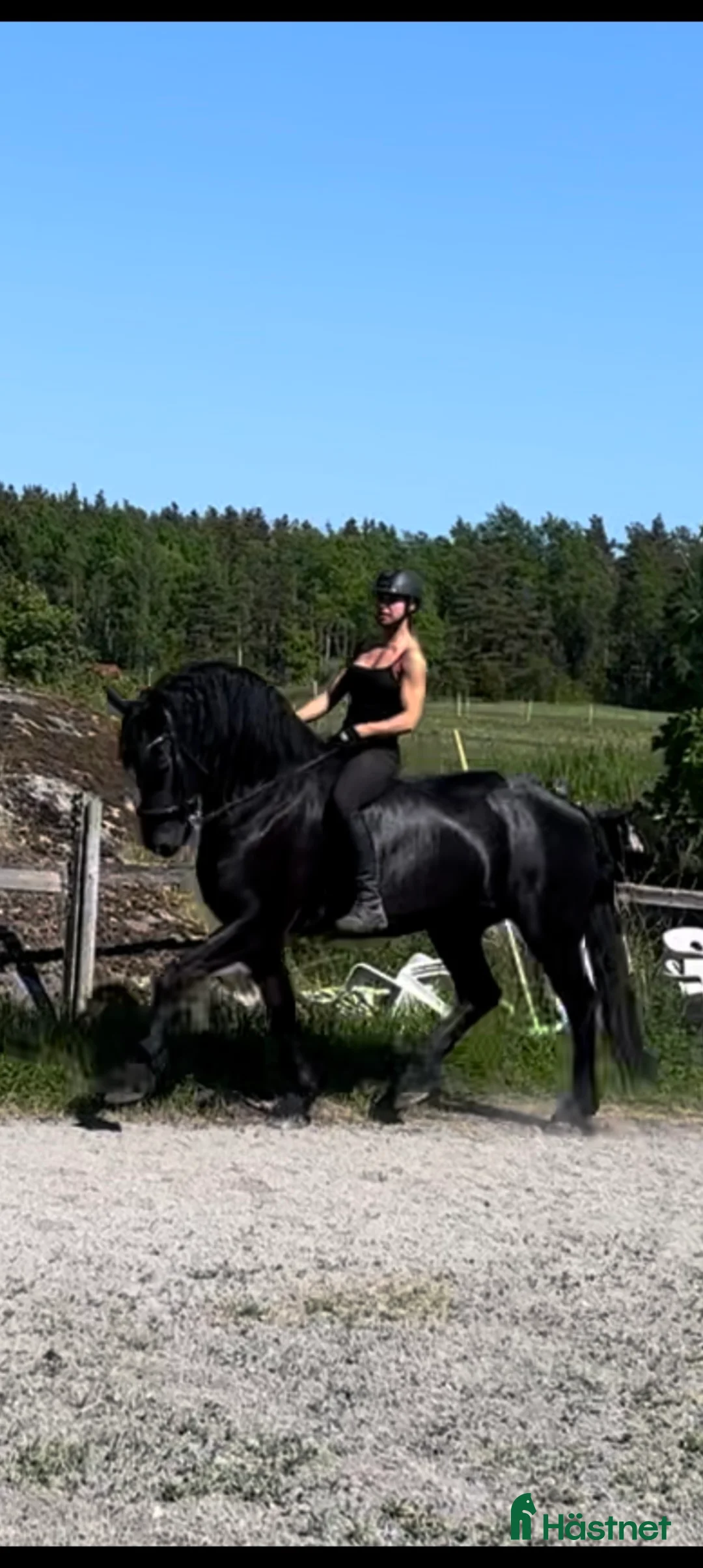Dressyr hästar till salu: Frieser sto - Annons 1