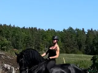 hästar Frieser sto - Annons 6