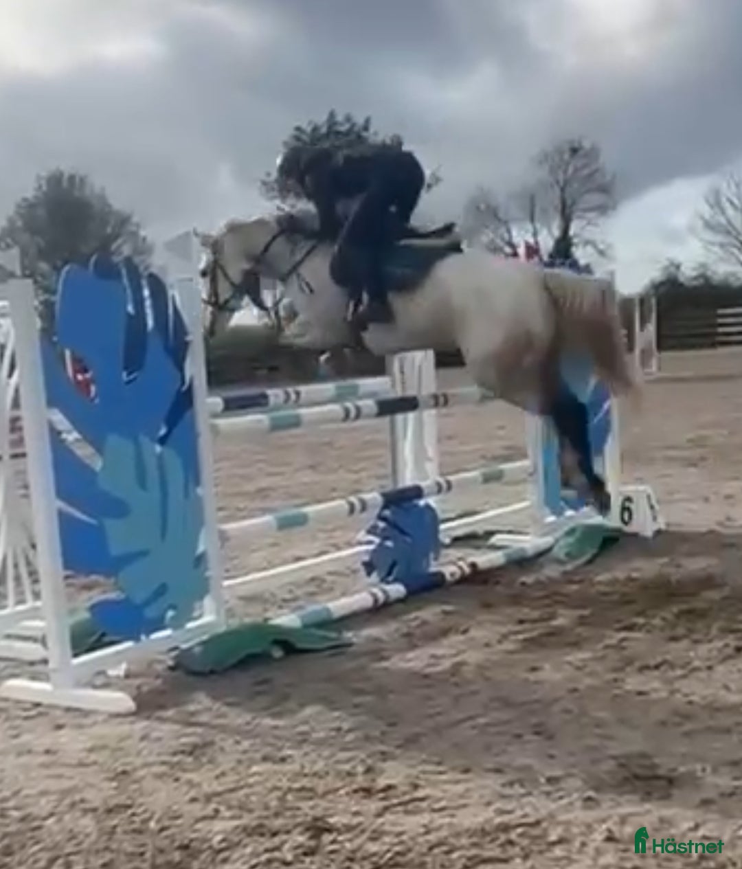 Hoppning hästar till salu: 6yr old 148 gelding i Stockholm - Annons 3