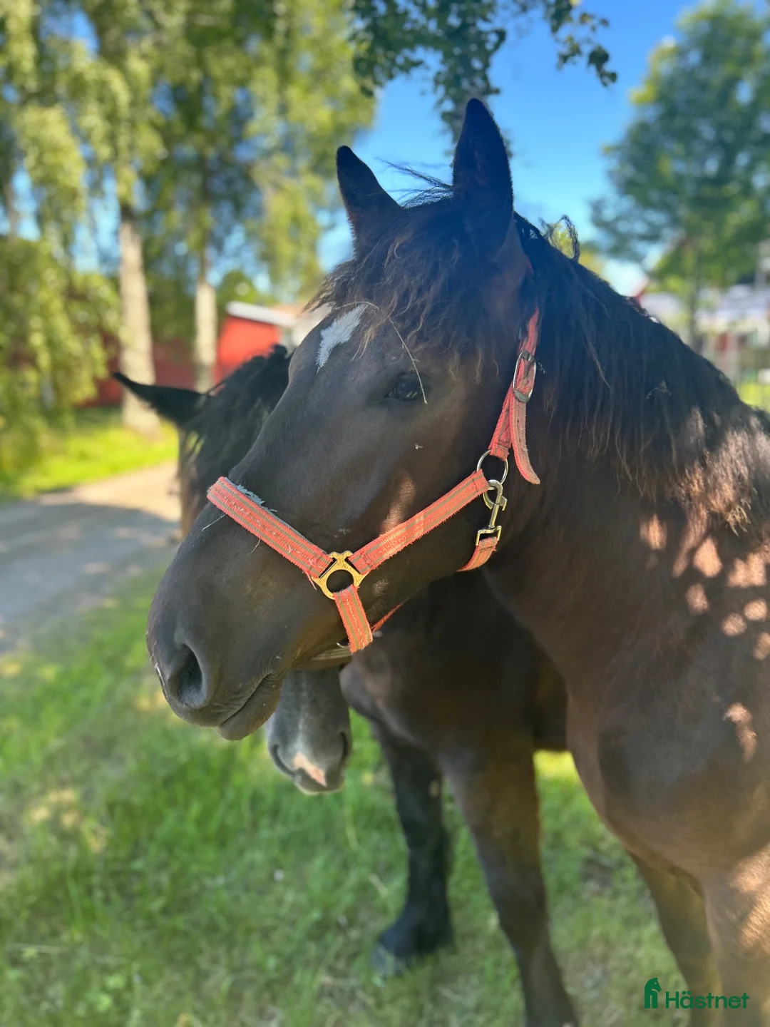 Allround hästar till salu: Svart ardenner sto - Annons 1