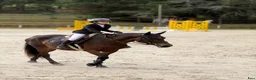 Hoppning hästar till salu: Connemara mare Jumping or Eventing - Annons 3