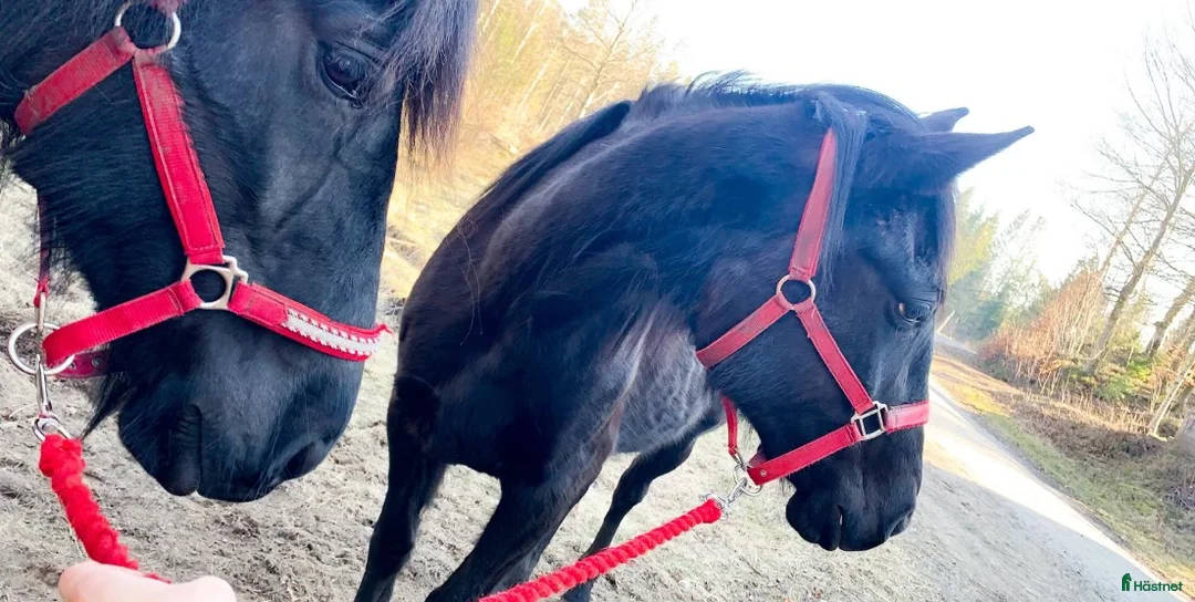 Allround hästar till salu: Två underbara ston säljes tillsammans i Ätran - Annons 15