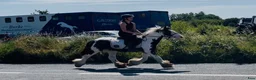 Allround hästar till salu: Super 128 gelding  - Annons 10