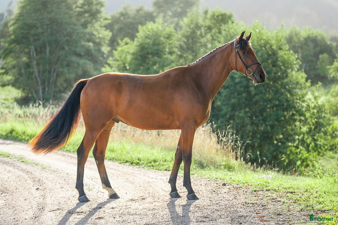 Hoppning hästar till salu: Lovande 2-åring i Hunnebostrand - Annons 3