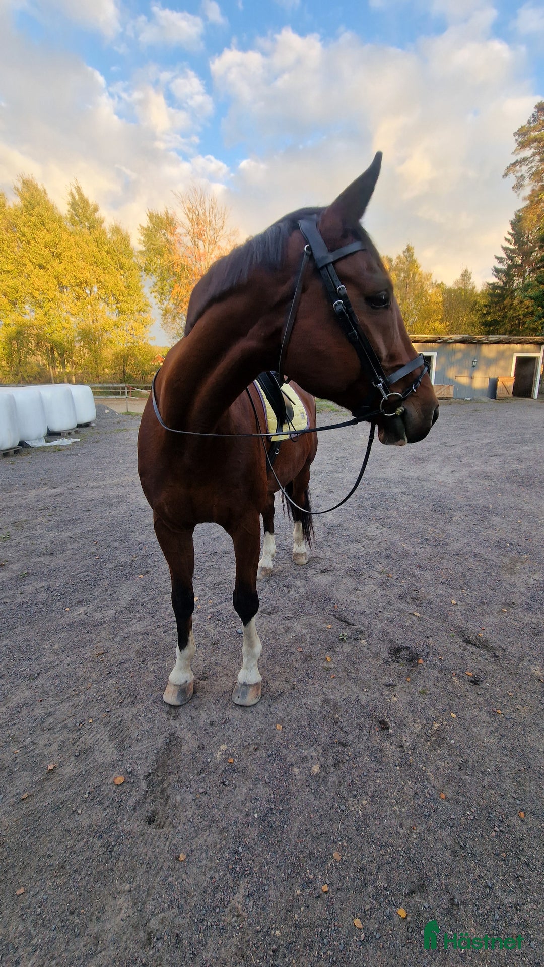 Allround hästar sökes: Söker sto till flocken pga flytt till hästgård! - Annons 3