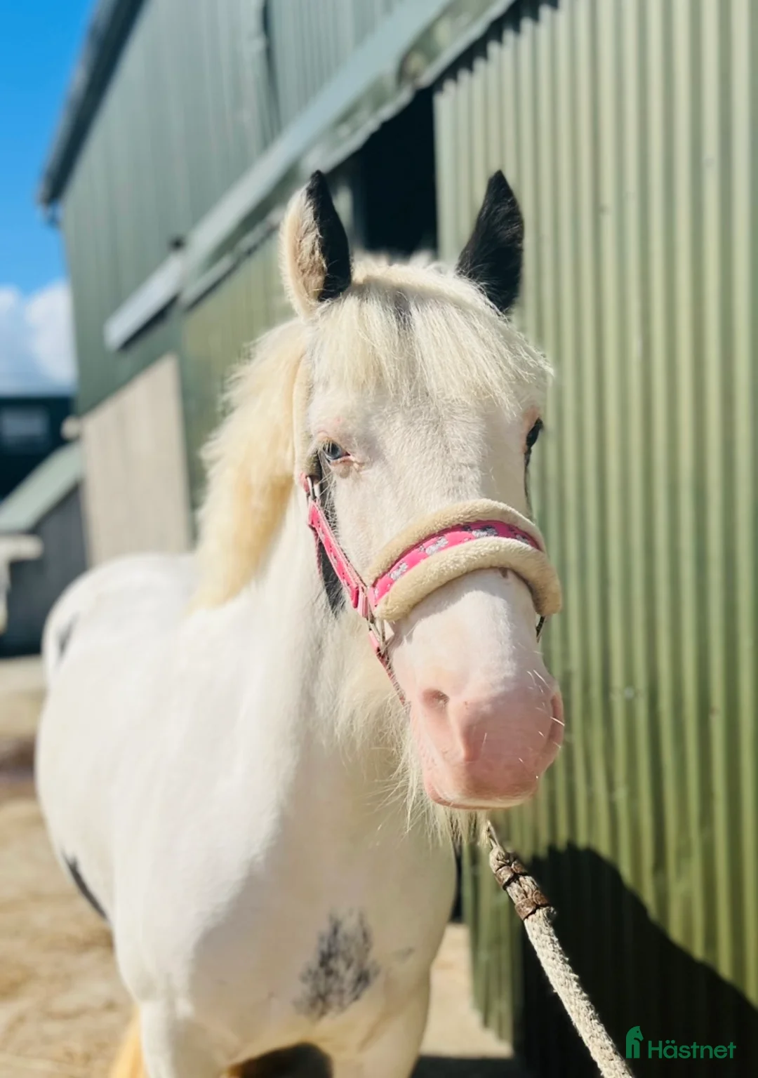 Allround hästar till salu: Selection of ponies i Ljungby - Annons 18