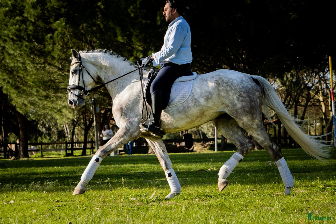 Dressyr hästar till salu: Framtida stjärna lusowarmblood  - Annons 1