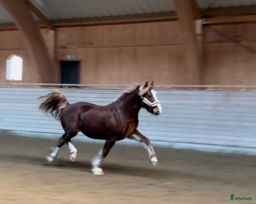 Allround hästar till salu: Lovande Welsh cob hingst i Stjärnhov - Annons 3