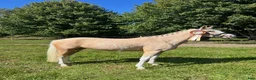 Dressyr hästar till salu: Upcoming kat. 2 pony sælges  - Annons 3