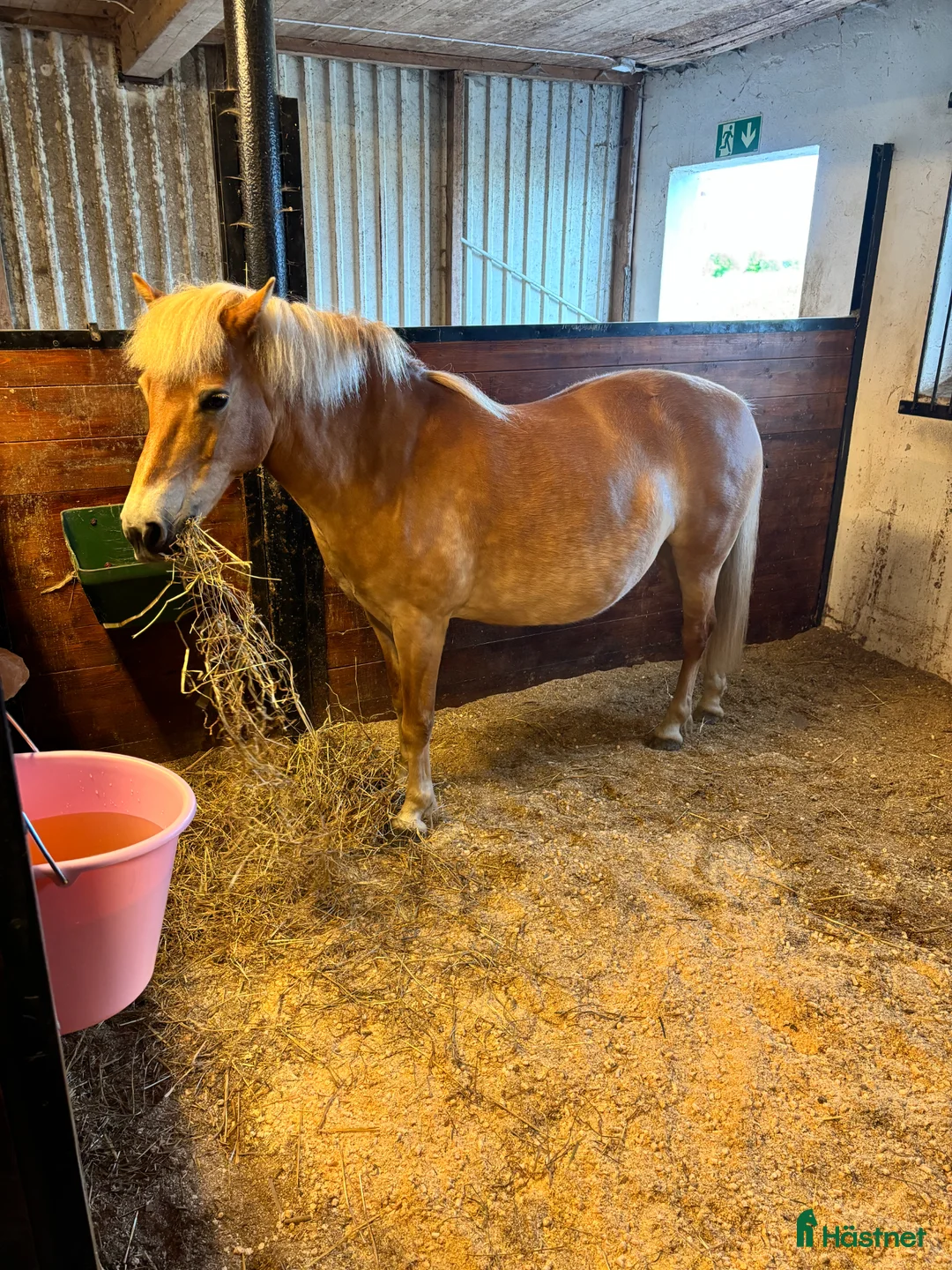 Övrigt hästar till salu: Vackert Diplom sto - Annons 2