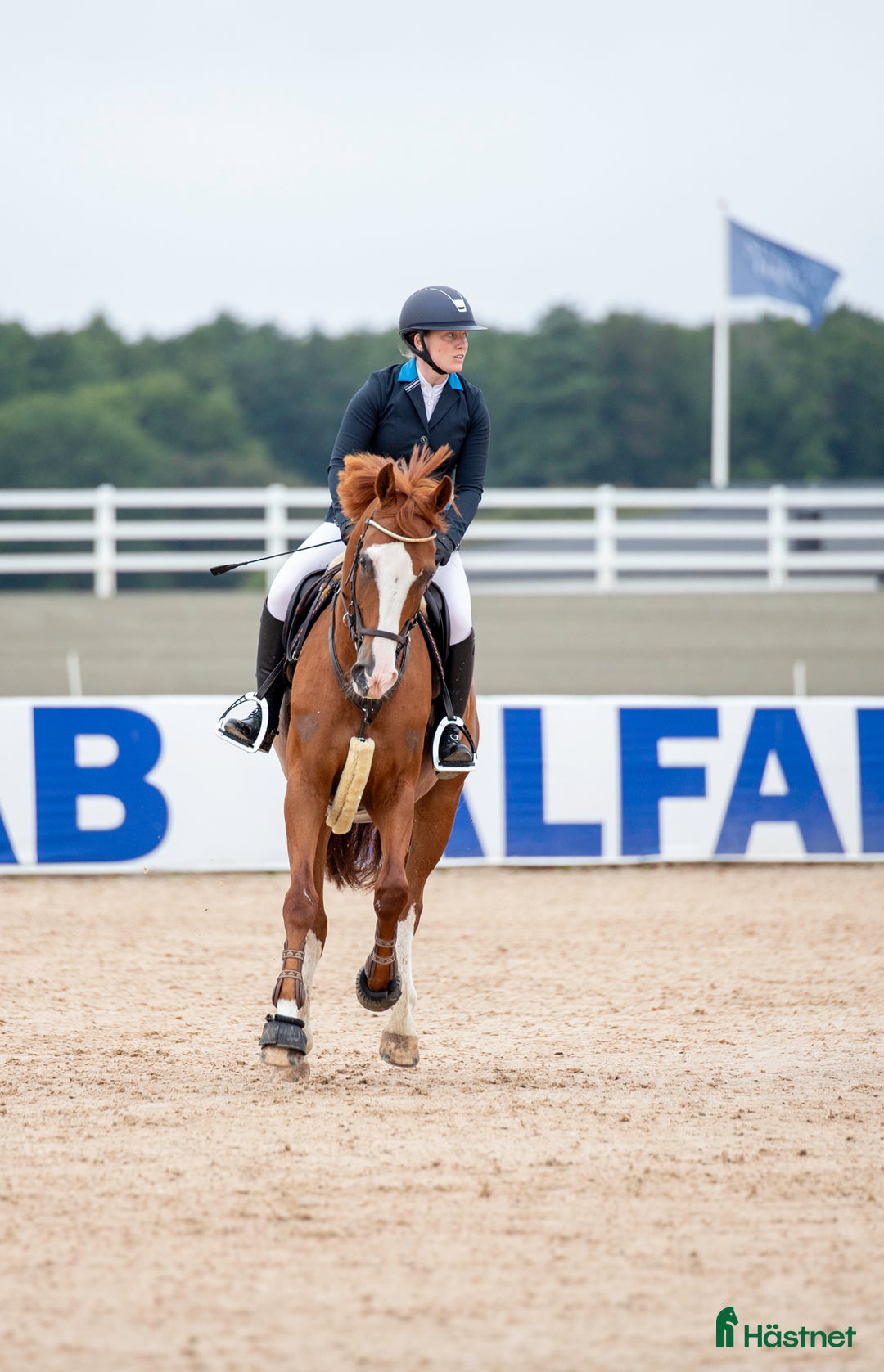 Allround hästar till salu: Välstammat sto med utstrålning  i Rimbo - Annons 4