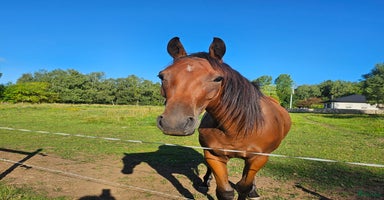  hästar i Ljungbyhed - Annons 15