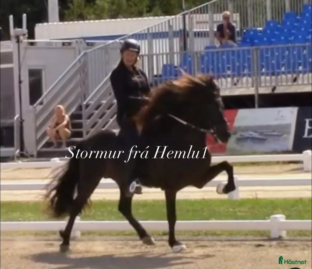 Island hästar till salu: Underbart ungsto! - Annons 14