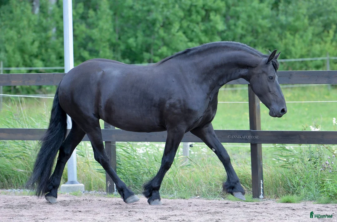 Allround hästar till salu: Underbart sto, projekt i Vallda - Annons 1