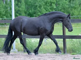 hästar Underbart sto, projekt - Annons 1