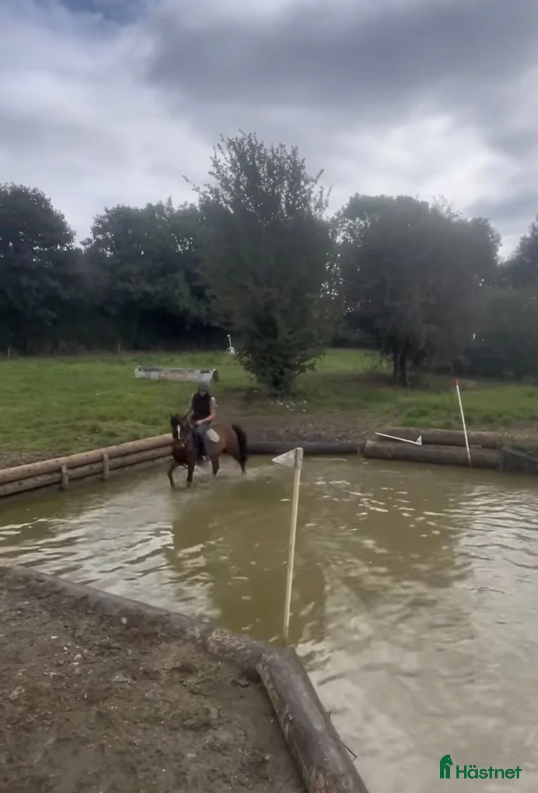 Allround hästar till salu: Connemara gelding 148cm - Annons 17