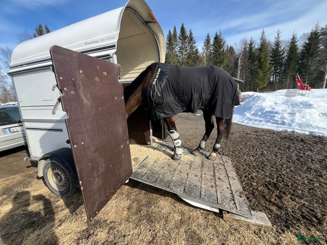Hästtransporter  fordon & transport till salu: Bojsläp bravo (116) -06 i Luleå - Annons 3