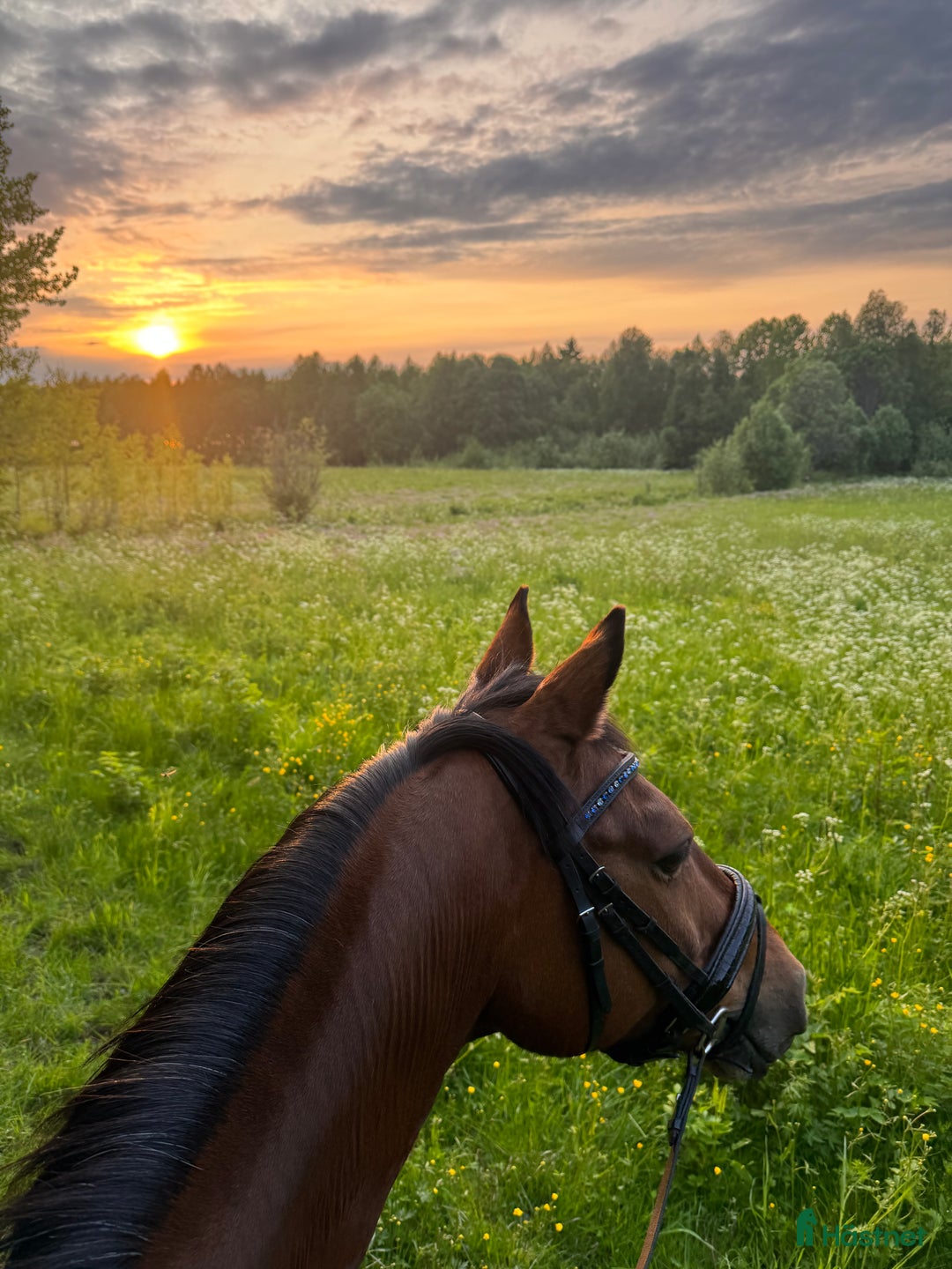 Dressyr hästar till salu: FEI Dressyrponnyn som hänger med på allt i Njurunda - Annons 5