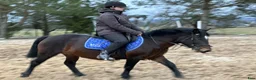 Allround hästar till salu: Calm pony for children/riding school - Annons 3