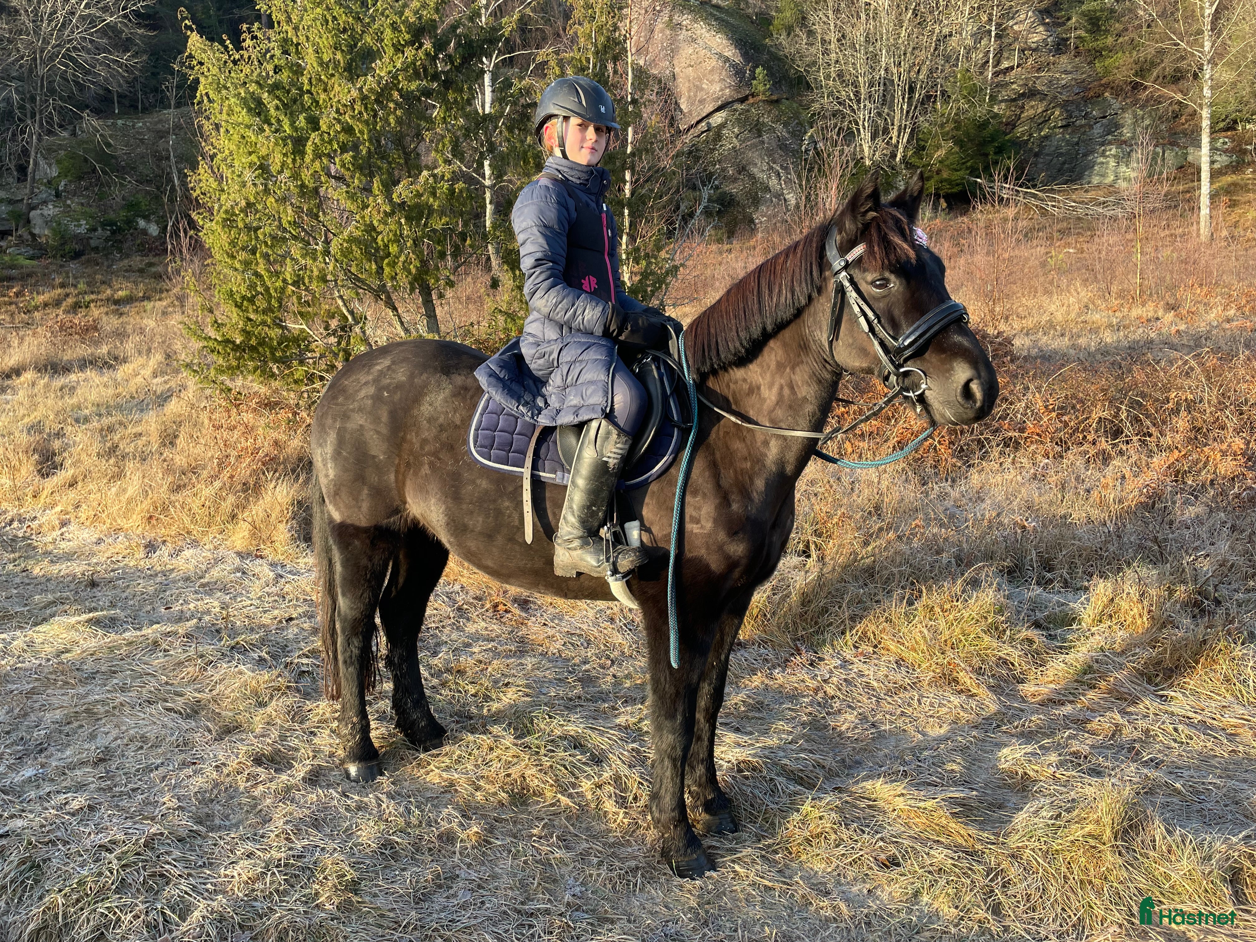  hästar Snygg allroundponny - Annons 2