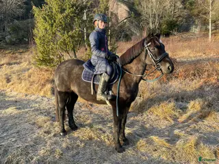 hästar Snygg allroundponny - Annons 2