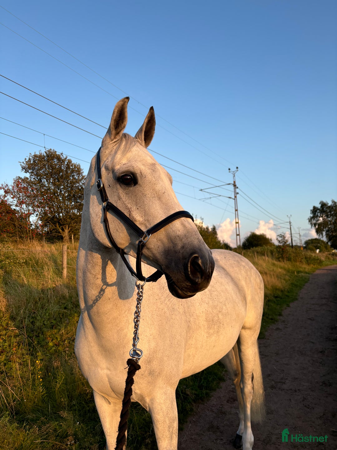 Allround hästar till salu: Fin hopphäst med kapacitet i Göteborg - Bild 8